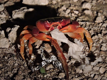 Crabe isla mujeres