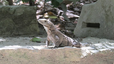 Iguane à Tulum, riviera maya