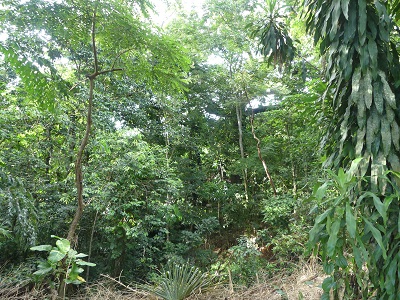 jungle chiapas