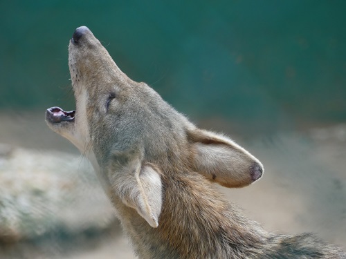 Coyote parque villahermosa