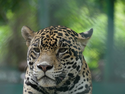 parc musée la venta jaguar