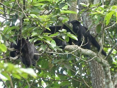 singes hurleurs palenque
